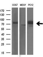 GAD1 Antibody in Western Blot (WB)