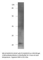 DDIT3 Polyclonal Antibody