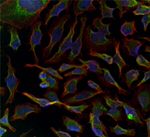 GADD34 Polyclonal Antibody