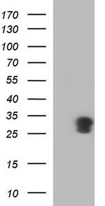 GADD45A Antibody in Western Blot (WB)