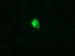 GADD45G Antibody in Immunocytochemistry (ICC/IF)