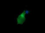 GADD45G Antibody in Immunocytochemistry (ICC/IF)