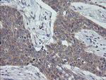 GADD45G Antibody in Immunohistochemistry (Paraffin) (IHC (P))