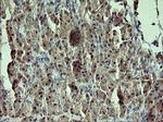 GADD45G Antibody in Immunohistochemistry (Paraffin) (IHC (P))