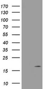 GADD45G Antibody in Western Blot (WB)