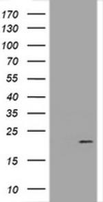 GADD45G Antibody in Western Blot (WB)