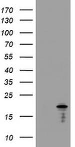 GADD45G Antibody in Western Blot (WB)