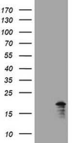 GADD45G Antibody in Western Blot (WB)