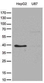 GALM Antibody in Western Blot (WB)