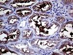 GALNT10 Antibody in Immunohistochemistry (Paraffin) (IHC (P))