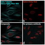 Goat anti-Mouse IgG (H+L) Superclonal™ Secondary Antibody, Alexa Fluor™ Plus 405
