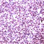 GANP Antibody in Immunohistochemistry (IHC)