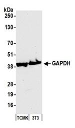 GAPDH Antibody in Western Blot (WB)