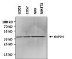 GAPDH Polyclonal Antibody, HRP