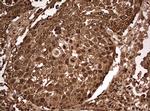 GAPDH Antibody in Immunohistochemistry (Paraffin) (IHC (P))