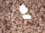 GAPDH Antibody in Immunohistochemistry (Paraffin) (IHC (P))