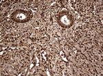 GAPDH Antibody in Immunohistochemistry (Paraffin) (IHC (P))