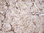 GAPDH Antibody in Immunohistochemistry (Paraffin) (IHC (P))
