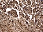 GAPDH Antibody in Immunohistochemistry (Paraffin) (IHC (P))