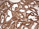 GAPDH Antibody in Immunohistochemistry (Paraffin) (IHC (P))