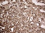 GAPDH Antibody in Immunohistochemistry (Paraffin) (IHC (P))