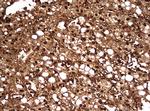 GAPDH Antibody in Immunohistochemistry (Paraffin) (IHC (P))