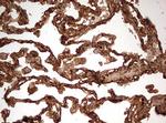 GAPDH Antibody in Immunohistochemistry (Paraffin) (IHC (P))