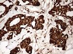 GAPDH Antibody in Immunohistochemistry (Paraffin) (IHC (P))