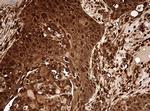GAPDH Antibody in Immunohistochemistry (Paraffin) (IHC (P))
