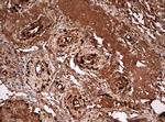 GAPDH Antibody in Immunohistochemistry (Paraffin) (IHC (P))