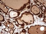 GAPDH Antibody in Immunohistochemistry (Paraffin) (IHC (P))