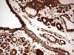 GAPDH Antibody in Immunohistochemistry (Paraffin) (IHC (P))