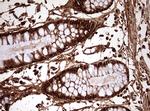 GAPDH Antibody in Immunohistochemistry (Paraffin) (IHC (P))