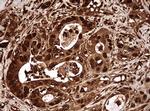 GAPDH Antibody in Immunohistochemistry (Paraffin) (IHC (P))