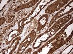 GAPDH Antibody in Immunohistochemistry (Paraffin) (IHC (P))