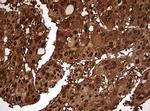 GAPDH Antibody in Immunohistochemistry (Paraffin) (IHC (P))
