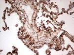 GAPDH Antibody in Immunohistochemistry (Paraffin) (IHC (P))