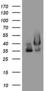 GAPDH Antibody in Western Blot (WB)