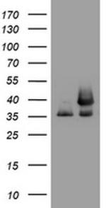 GAPDH Antibody in Western Blot (WB)