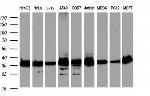 GAPDH Antibody in Western Blot (WB)