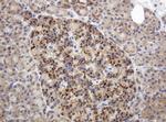 GAPDHS Antibody in Immunohistochemistry (Paraffin) (IHC (P))