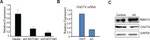 GAPDH Loading Control Antibody in Western Blot (WB)