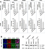 GAPDH Loading Control Antibody in Western Blot (WB)