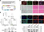GAPDH Loading Control Antibody in Western Blot (WB)