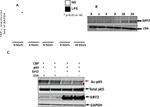 GAPDH Antibody in Western Blot (WB)