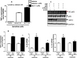 GAPDH Antibody in Western Blot (WB)