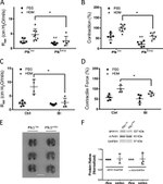 GAPDH Antibody in Western Blot (WB)