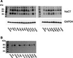 GAPDH Antibody in Western Blot (WB)