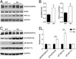 GAPDH Antibody in Western Blot (WB)