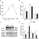 GAPDH Loading Control Antibody in Western Blot (WB)